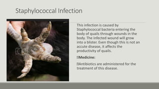 Staphylococcal Infection
This infection is caused by
Staphylococcal bacteria entering the
body of quails through wounds in the
body. The infected wound will grow
into a blister. Even though this is not an
accute disease, it affects the
productivity of quails.
Medicine:
Antibiotics are administered for the
treatment of this disease.
 