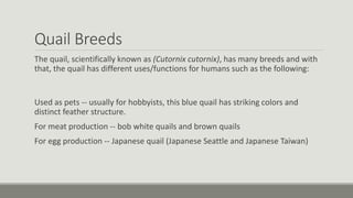 Quail Breeds
The quail, scientifically known as (Cutornix cutornix), has many breeds and with
that, the quail has different uses/functions for humans such as the following:
Used as pets -- usually for hobbyists, this blue quail has striking colors and
distinct feather structure.
For meat production -- bob white quails and brown quails
For egg production -- Japanese quail (Japanese Seattle and Japanese Taiwan)
 