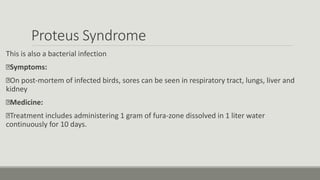 Proteus Syndrome
This is also a bacterial infection
Symptoms:
On post-mortem of infected birds, sores can be seen in respiratory tract, lungs, liver and
kidney
Medicine:
Treatment includes administering 1 gram of fura-zone dissolved in 1 liter water
continuously for 10 days.
 