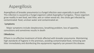Aspergillosis
Aspergillosis of brooder pneumonia is a fungal infection seen especially in quail chicks.
This infection is caused by a fungal organism called Aspergillus Fumigatus. These organism
grow readily in wet food, wet litter, wet or rotten wood etc. the chicks get infected by
contaminated food, unclean water and contaminated air.
Symptoms
Major symptoms include sleeplessness, breathing problem, loss of appetite,
convulsions and sometimes results in death
Medicine:
There is no effective treatment of birds affected with brooder pneumonia. Maintaining
high standards of hygiene in the premises, avoiding contaminated food, removing wet
litter immediately and disinfecting the equipments regularly can prevent this disease.
 