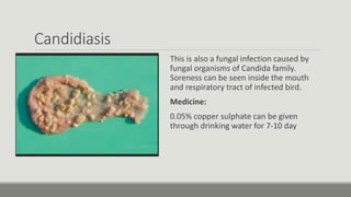 Candidiasis
This is also a fungal infection caused by
fungal organisms of Candida family.
Soreness can be seen inside the mouth
and respiratory tract of infected bird.
Medicine:
0.05% copper sulphate can be given
through drinking water for 7-10 day
 