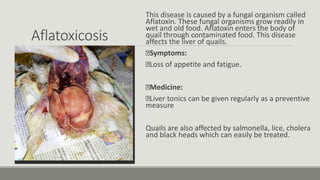 Aflatoxicosis
This disease is caused by a fungal organism called
Aflatoxin. These fungal organisms grow readily in
wet and old food. Aflatoxin enters the body of
quail through contaminated food. This disease
affects the liver of quails.
Symptoms:
Loss of appetite and fatigue.
Medicine:
Liver tonics can be given regularly as a preventive
measure
Quails are also affected by salmonella, lice, cholera
and black heads which can easily be treated.
 