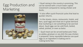 Egg Production and
Marketing
Quail raising in the country is promising. This
can be started with a much lower capital
investment compared to raising chicken and
ducks.
It also offers quick financial cycles that lead to
quicker returns.
In the streets, stores, restaurants, hotels, and
bars, quail eggs and meat are in great demand
that marketing is not something to be worried
about. Quail eggs can be sold fresh, boiled,
salted, pickled, or even as balut.
 Quail meat can be served barbecued, fried,
as adobo, ginataan or any dish the way chicken
is prepared. Some reputable bakeries use quail
eggs as an ingredient in baking and in
making leche flan.
 
