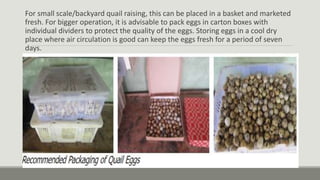 For small scale/backyard quail raising, this can be placed in a basket and marketed
fresh. For bigger operation, it is advisable to pack eggs in carton boxes with
individual dividers to protect the quality of the eggs. Storing eggs in a cool dry
place where air circulation is good can keep the eggs fresh for a period of seven
days.
 