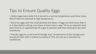 Tips to Ensure Quality Eggs
Collect eggs twice daily if it is stored in a normal temperature and three times
daily if they are exposed to high temperature.
Store the eggs with the small pointed end down. If eggs are held more than 3
or 4 days before setting, turn them at least twice a day. Tilt to an opposite slant
each time to an approximate 45 angle to prevent yolk from sticking to the shell
membrane.
Transfer eggs to a cool-humid storage area. Temperature of the storage area
should be 55oF with a relative humidity of 75%. Do not use a standard air
conditioner.
 