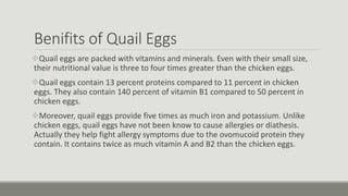 Benifits of Quail Eggs
Quail eggs are packed with vitamins and minerals. Even with their small size,
their nutritional value is three to four times greater than the chicken eggs.
Quail eggs contain 13 percent proteins compared to 11 percent in chicken
eggs. They also contain 140 percent of vitamin B1 compared to 50 percent in
chicken eggs.
Moreover, quail eggs provide five times as much iron and potassium. Unlike
chicken eggs, quail eggs have not been know to cause allergies or diathesis.
Actually they help fight allergy symptoms due to the ovomucoid protein they
contain. It contains twice as much vitamin A and B2 than the chicken eggs.
 