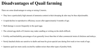 Disadvantages of Quail farming
There are some disadvantages to using or raising Coturnix.
• They have a particularly high amount of ammonia content in their drooping & odor may be thus objectionable.
• A rapid decline in reproductive efficiency occurs after approximately 8 months of age.
• Shell damage is occurs frequently in the quail eggs.
• The colored egg shells of Coturnix may make candling or writing on the shells difficult.
• Fertility and hatchability percentages of are generally lower than that of other commercial strain of chickens and turkeys.
• Newly hatched chicks are sensitive to drafts and must be given special care during first week or two week of age.
• Japanese quail are more easily excited by sudden noises than other types of poultry birds.
 