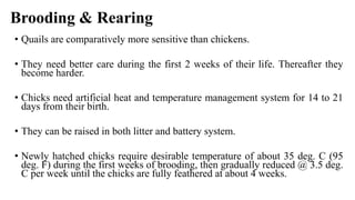 Brooding & Rearing
• Quails are comparatively more sensitive than chickens.
• They need better care during the first 2 weeks of their life. Thereafter they
become harder.
• Chicks need artificial heat and temperature management system for 14 to 21
days from their birth.
• They can be raised in both litter and battery system.
• Newly hatched chicks require desirable temperature of about 35 deg. C (95
deg. F) during the first weeks of brooding, then gradually reduced @ 3.5 deg.
C per week until the chicks are fully feathered at about 4 weeks.
 