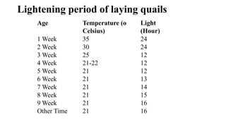 Lightening period of laying quails
Age Temperature (o
Celsius)
Light
(Hour)
1 Week 35 24
2 Week 30 24
3 Week 25 12
4 Week 21-22 12
5 Week 21 12
6 Week 21 13
7 Week 21 14
8 Week 21 15
9 Week 21 16
Other Time 21 16
 