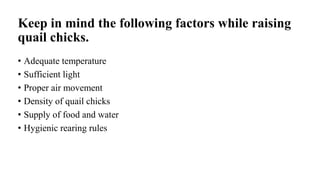 Keep in mind the following factors while raising
quail chicks.
• Adequate temperature
• Sufficient light
• Proper air movement
• Density of quail chicks
• Supply of food and water
• Hygienic rearing rules
 