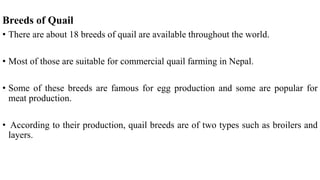 Breeds of Quail
• There are about 18 breeds of quail are available throughout the world.
• Most of those are suitable for commercial quail farming in Nepal.
• Some of these breeds are famous for egg production and some are popular for
meat production.
• According to their production, quail breeds are of two types such as broilers and
layers.
 