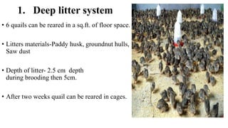 1. Deep litter system
• 6 quails can be reared in a sq.ft. of floor space.
• Litters materials-Paddy husk, groundnut hulls,
Saw dust
• Depth of litter- 2.5 cm depth
during brooding then 5cm.
• After two weeks quail can be reared in cages.
 
