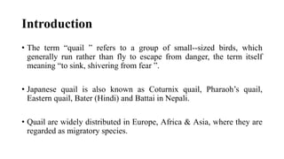 Introduction
• The term “quail ” refers to a group of small--sized birds, which
generally run rather than fly to escape from danger, the term itself
meaning “to sink, shivering from fear ”.
• Japanese quail is also known as Coturnix quail, Pharaoh’s quail,
Eastern quail, Bater (Hindi) and Battai in Nepali.
• Quail are widely distributed in Europe, Africa & Asia, where they are
regarded as migratory species.
 