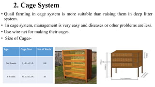 2. Cage System
• Quail farming in cage system is more suitable than raising them in deep litter
system.
• In cage system, management is very easy and diseases or other problems are less.
• Use wire net for making their cages.
• Size of Cages-
Age Cage Size No.of birds
First 2 weeks 3 x 2.5 x 1.5 ft. 100
3- 6 weeks 4 x 2 .5 x 1.5 ft. 50
 