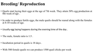 Breeding/ Reproduction
• Quails start laying their eggs at the age of 7th week. They attain 50% egg production at
8th week of age .
• In order to produce fertile eggs, the male quails should be reared along with the females
at 8-10 weeks of age.
• Usually egg laying happens during the evening time of the day .
• The male, female ratio is 1:5 .
• Incubation period in quails is 18 days .
• With 500 female quails we can produce 1500 quail chicks per week
 