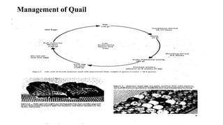 Management of Quail
 