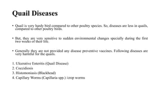 Quail Diseases
• Quail is very hardy bird compared to other poultry species. So, diseases are less in quails,
compared to other poultry birds.
• But, they are very sensitive to sudden environmental changes specially during the first
two weeks of their life.
• Generally they are not provided any disease preventive vaccines. Following diseases are
very harmful for the quails.
1. Ulcerative Enteritis (Quail Disease)
2. Coccidiosis
3. Histomoniasis (Blackhead)
4. Capillary Worms (Capillaria spp.) /crop worms
 