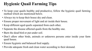 Hygienic Quail Farming Tips
• To keep your quails healthy and productive, follow the hygienic quail farming
method which are mentioned below.
• Always try to keep their house dry and clean.
• Ensure proper movement of light and air inside their house.
• Keep different aged quails separated from each other.
• Separate the disease affected quails from the healthy one.
• Burn the dead bird or put under soil.
• Don’t allow other birds, animals or unknown persons enter inside your farm
quail house.
• Ensure hygienic and balanced feed supply.
• Provide adequate fresh and clean water according to their demand.
 