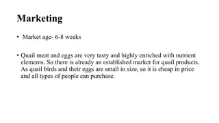 Marketing
• Market age- 6-8 weeks
• Quail meat and eggs are very tasty and highly enriched with nutrient
elements. So there is already an established market for quail products.
As quail birds and their eggs are small in size, so it is cheap in price
and all types of people can purchase.
 