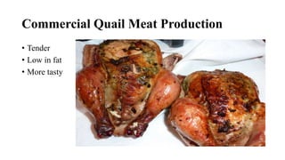 Commercial Quail Meat Production
• Tender
• Low in fat
• More tasty
 
