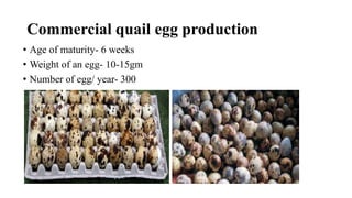 Commercial quail egg production
• Age of maturity- 6 weeks
• Weight of an egg- 10-15gm
• Number of egg/ year- 300
 