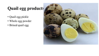 Quail egg products
• Quail egg pickle
• Whole egg powder
• Brined quail egg
 