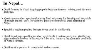In Nepal…
• Quail farming in Nepal is going popular between farmers, raising quail for meat
and eggs.
• Quails are smallest species of poultry bird, very easy for farming and very rich
in protein but still only few farmers’ practice commercial quail farming in
Nepal.
• Specially medium poultry farmers keeps quail in small scale.
• Quail farm Quails poultry are short cycle birds it matures early and start laying
eggs in the sixth week in this way it is better to improve the economic condition
of Nepali farmers.
• Quail meat is popular in many hotel and restaurant.
 