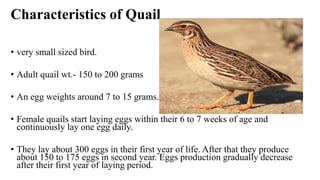 Characteristics of Quail
• very small sized bird.
• Adult quail wt.- 150 to 200 grams
• An egg weights around 7 to 15 grams.
• Female quails start laying eggs within their 6 to 7 weeks of age and
continuously lay one egg daily.
• They lay about 300 eggs in their first year of life. After that they produce
about 150 to 175 eggs in second year. Eggs production gradually decrease
after their first year of laying period.
 