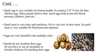 Cntd…..
• Quail egg is very suitable for human health. It contains 2.47 % less fat than
chicken egg. Many people believe that ‘quail eggs help to prevent blood
pressure, diabetic, pant etc.’.
• Quail meat is very tasty and nutritious. Fat is very low in their meat. So quail
meat is very suitable for blood pressure patients.
• Eggs are very beautiful with multiple color.
• Quails do not incubate their eggs.
So you have to use an incubator or
brooder chickens for hatching their eggs.
 