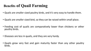 Benefits of Quail Farming
• Quails are smaller sized poultry birds, and it’s very easy to handle them.
• Quails are smaller sized bird, so they can be raised within small place.
• Feeding cost of quails are comparatively lower than chickens or other
poultry birds.
• Diseases are less in quails, and they are very hardy.
• Quails grow very fast and gain maturity faster than any other poultry
birds.
 