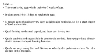 Cntd…..
• They start laying eggs within their 6 to 7 weeks of age.
• It takes about 16 to 18 days to hatch their eggs.
• Meat and eggs of quail are very tasty, delicious and nutritious. So it’s a great source
of food and nutrition.
• Quail farming needs small capital, and labor cost is very low.
• Quails can be raised successfully in commercial method. Some people have already
started commercial quail farming business.
• Quails are very strong bird and diseases or other health problems are less. So risks
are less in this business.
 