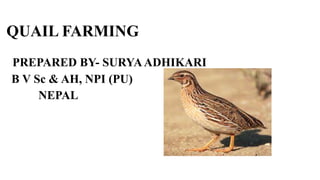 QUAIL FARMING
PREPARED BY- SURYAADHIKARI
B V Sc & AH, NPI (PU)
NEPAL
 