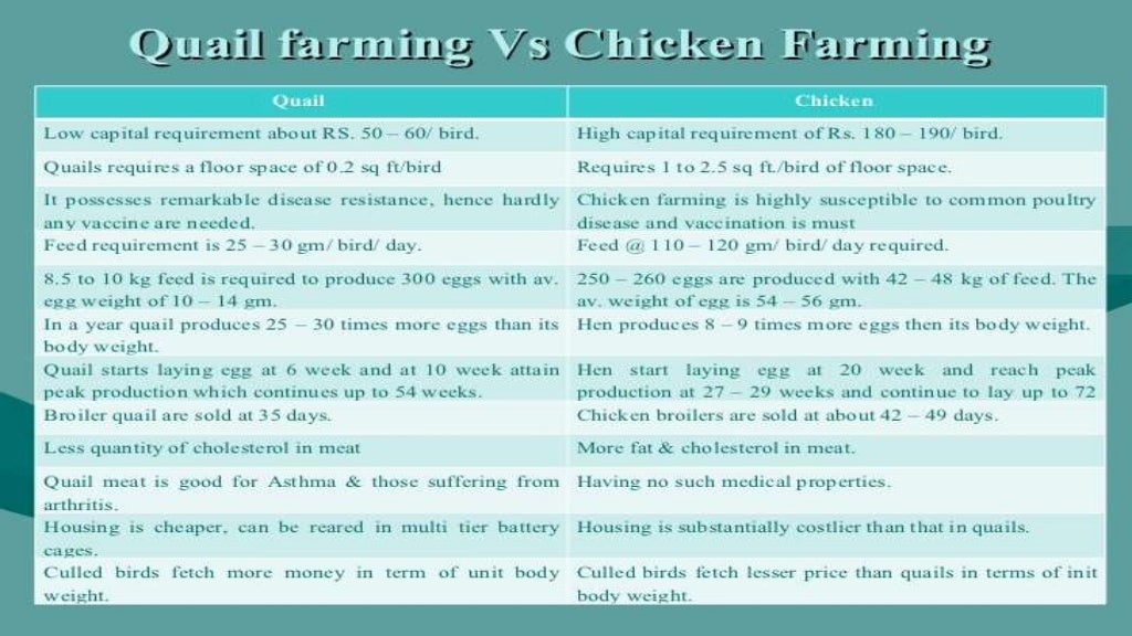 Quail Farming
