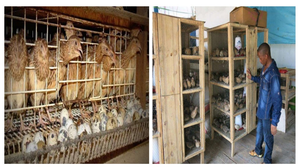 Quail farming
