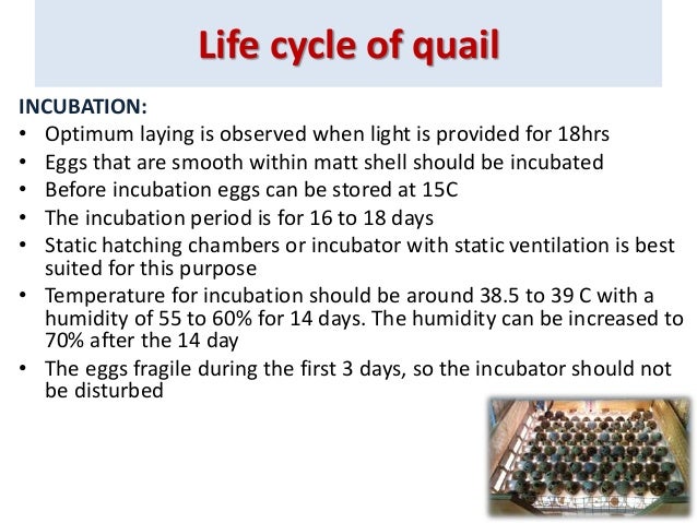 Quail farming by Dr Keerthana