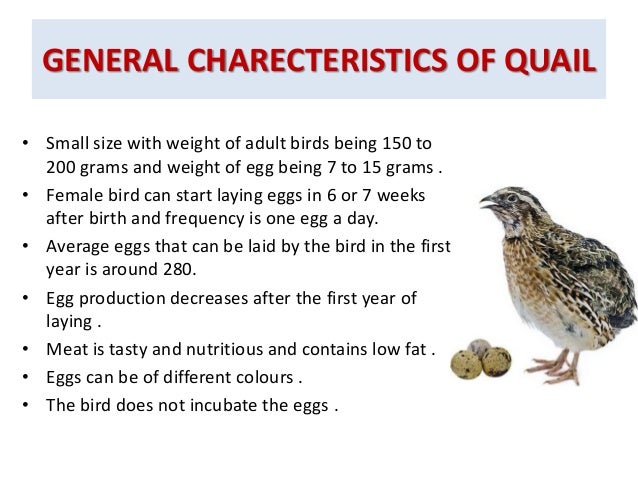 Quail farming by Dr Keerthana