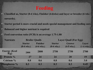Curated visual reference: Fresh Look at Quail Farming Presentation Is Pptx Format