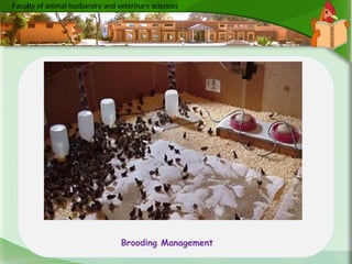 Quail Farming Poultry Science books .ppt
