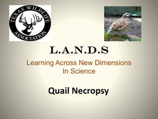 L.A.N.D.S
Learning Across New Dimensions
In Science

Quail Necropsy

 