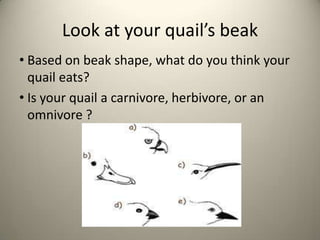 Look at your quail’s beak
• Based on beak shape, what do you think your
quail eats?
• Is your quail a carnivore, herbivore, or an
omnivore ?

 