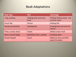 Beak Adaptations
Beak Type

Bird

Advantage

Long, probing

Wading birds and shore
birds

Probing shallow water and
mud for insets

Pouch-like

Pelican

Holding fish

Sturdy and pointed

Woodpecker

Probing bark and trees for
insects

Thick, curved, sharp

Hawks

Ability to tear meat

Stout, conical shape

Bobwhite, finch, cardinal

Cracking seeds

Shovel shaped

Ducks

Ability to sieve and filter
water for plants

 
