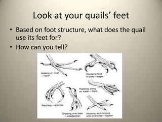 Look at your quails’ feet
• Based on foot structure, what does the quail
use its feet for?
• How can you tell?

 