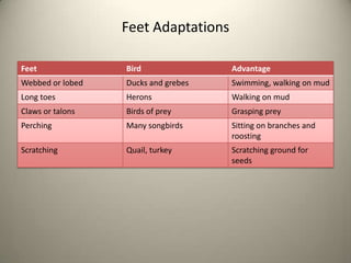 Feet Adaptations
Feet

Bird

Advantage

Webbed or lobed

Ducks and grebes

Swimming, walking on mud

Long toes

Herons

Walking on mud

Claws or talons

Birds of prey

Grasping prey

Perching

Many songbirds

Sitting on branches and
roosting

Scratching

Quail, turkey

Scratching ground for
seeds

 