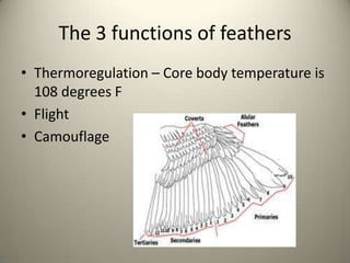 The 3 functions of feathers
• Thermoregulation – Core body temperature is
108 degrees F
• Flight
• Camouflage

 