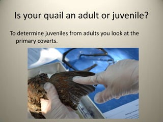 Is your quail an adult or juvenile?
To determine juveniles from adults you look at the
primary coverts.

 