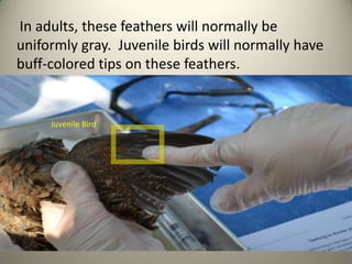 In adults, these feathers will normally be
uniformly gray. Juvenile birds will normally have
buff-colored tips on these feathers.

Juvenile Bird

 