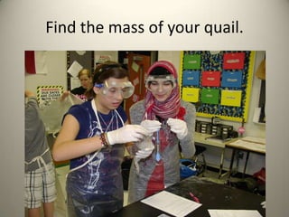 Find the mass of your quail.

 