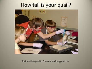 How tall is your quail?

Position the quail in “normal walking position

 