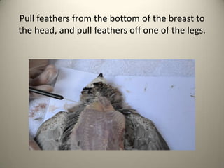Pull feathers from the bottom of the breast to
the head, and pull feathers off one of the legs.

 