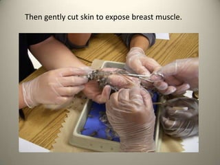Then gently cut skin to expose breast muscle.

 